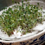 broccoli-sprouts