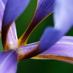 blue-iris